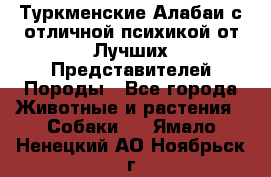 Туркменские Алабаи с отличной психикой от Лучших Представителей Породы - Все города Животные и растения » Собаки   . Ямало-Ненецкий АО,Ноябрьск г.